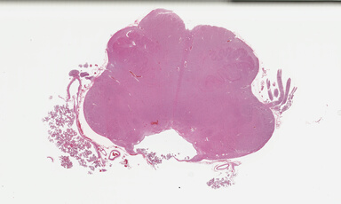 ['deident_1310de1a-f12a-4479-b16c-c792ba812cb5_695fcfda.jpg']