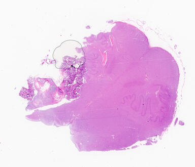 ['deident_0154b7f0-a365-4b49-bf2d-9a609207d0c2_69d94bce.jpg']