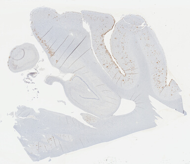['deident_d6a66ed8-82a3-4991-8091-73e068aec366_69b0421d.jpg']