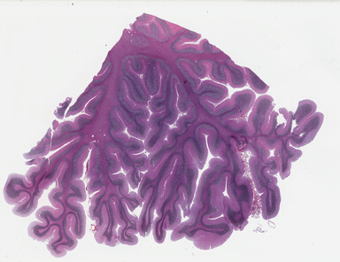 ['deident_910f3841-9cfc-4523-9855-2745637927f9_69b03e0d.jpg']