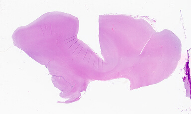 ['deident_185c21cb-a236-4eb9-88ae-ed94f5bb2c0a_69b0561a.jpg']