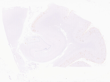 ['deident_1a27d2ba-465c-4144-a68c-f177aa749727_69d941d4.jpg']