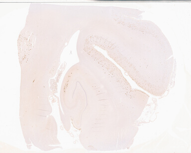 ['deident_0208a09a-3451-4ee4-8814-6d07a50cc51f_69b050f7.jpg']