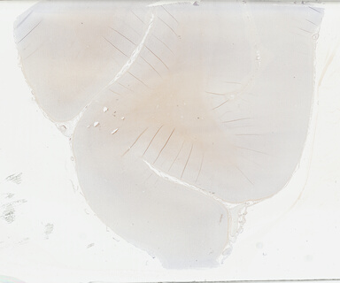 ['deident_30dba2d3-bbdd-45fe-b1ca-d7f553ba03ec_69b02a29.jpg']
