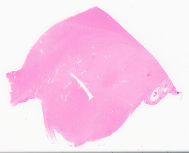 ['deident_185df385-3150-49e1-93a2-95bf6814370a_69d959bf.jpg']