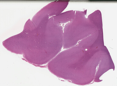 ['deident_abc3afc7-ad0c-4834-99d6-4caff25efd01_695fc6ed.jpg']