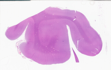 ['deident_aec3c327-1d5e-44e5-8e31-ea1bfb981047_69b0643d.jpg']
