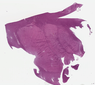 ['deident_aa462c99-51c5-4eb7-8c9f-b551111d19c4_69b02b27.jpg']