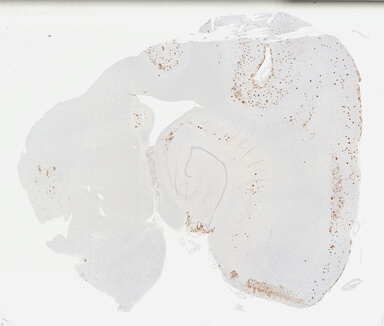 ['deident_db5f8108-9280-44fd-bc42-269dbc146634_69b02b40.jpg']