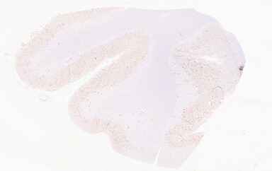 ['deident_bdba543f-e024-4cd6-a96a-ed5a2ba586bb_69d945b8.jpg']