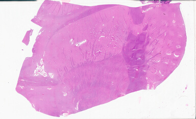 ['deident_e6933d55-cbf2-4159-89d5-8c14cf04d4d1_69b05fca.jpg']
