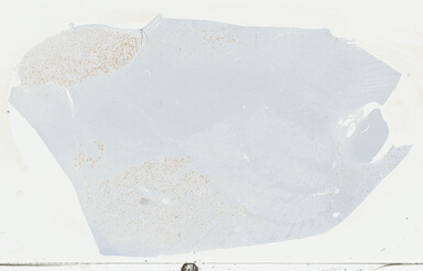 ['deident_cfdec955-ec1c-4929-95d4-5a556e787a4e_69b048c0.jpg']
