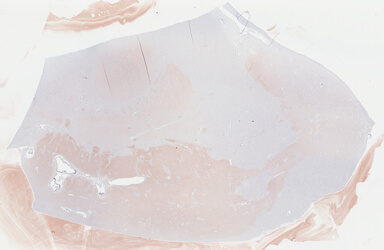 ['deident_0eeb9feb-420f-4fdd-9127-ed4106d10dbe_69b04932.jpg']