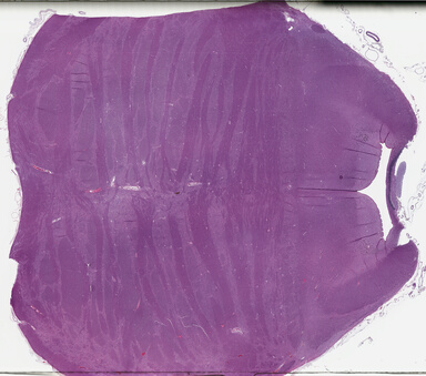 ['deident_d8e83072-fe62-4915-a2bb-c30cd1b31214_69b04a00.jpg']