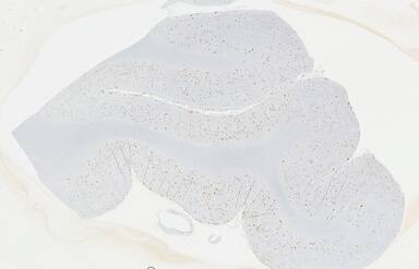 ['deident_abdc52d1-ae24-4913-92e6-e534b7321f3b_69b049f3.jpg']