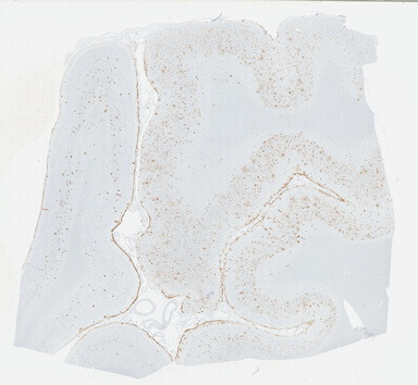['deident_91041cdf-ed3a-4aa2-873f-d181861ff0ce_695fcd0f.jpg']